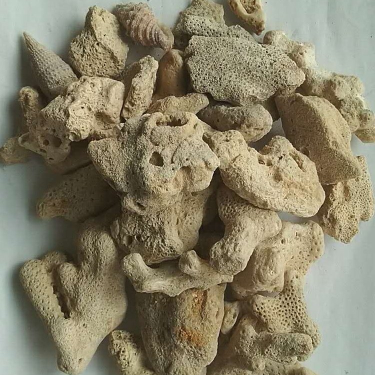 魚缸過濾底沙用珊瑚砂石 珊瑚骨 珊瑚顆粒